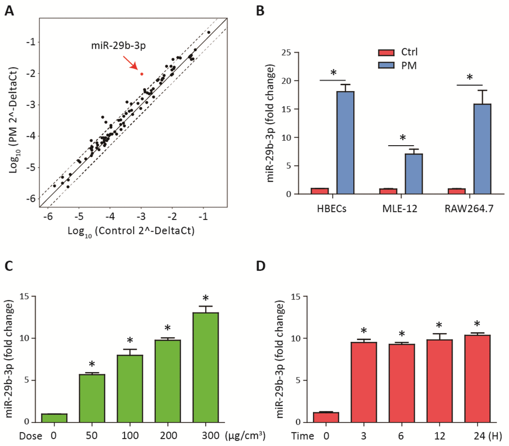 MiR-29b-3p was upregulated upon PM exposure. (A) The expression of miRNAs was measured using a inflammation-related miRNAs PCR array in HBECs with or without 300 μg/cm3 PM for 24 h. The points outside the dashed lines indicated miRNAs with fold change > 2 among the subsets (n= 2 biological replicates). (B) Real-time PCR analysis of miR-29b-3p expression in HBECs, MLE-12, and RAW264.7 cells with or without 300 μg/cm3 PM for 24 h. (C) HBECs were stimulated with different doses of PM (50, 100, 200, and 300 μg/cm3) for 24 h and the expression of miR-29b-3p was detected using real-time PCR. (D) HBECs were treated with 300 μg/cm3 PM for different durations (3, 6, 12, and 24 h) and the expression of miR-29b-3p was detected using real-time PCR. Values represent mean ± SEM; *, P