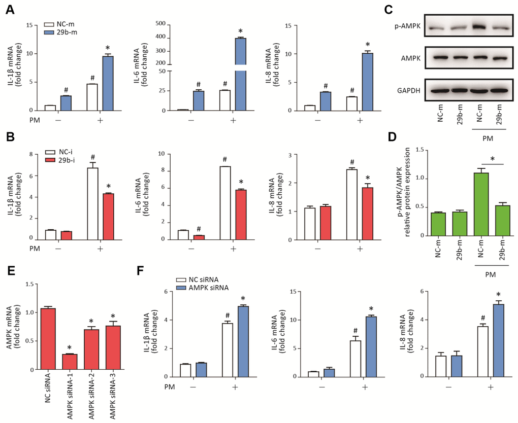 MiR-29b-3p promoted PM-induced inflammatory responses via repressing AMPK pathway activation. (A) HBECs were transfected with miR-29b-3p mimic (29b-m) or negative control mimic (NC-m), and then treated with or without 300 μg/cm3 PM for 24 h. Real-time PCR analysis of IL-1β, IL-6, and IL-8 expression in HBECs transfected with 29b-m or NC-m prior to PM exposure. Values represent mean ± SEM; *, PB) HBECs were transfected with miR-29b-3p inhibitor (29b-i), or negative control inhibitor (NC-i), and then treated with or without 300 μg/cm3 PM for 24 h. Real-time PCR analysis of IL-1β, IL-6, and IL-8 expression in HBECs transfected with 29b-i or NC-i prior to PM exposure. Values represent mean ± SEM; *, PC) Western blot analysis of AMPK signaling pathway activation in HBECs transfected with 29b-m or NC-m prior to PM exposure. The optical densities of protein bands were shown in (D). Values represent mean ± SEM; *, PE) The AMPK siRNAs were transfected into HBECs 24h prior to PM exposure, respectively and the optimum AMPK siRNA was selected using real-time PCR. Values represent mean ± SEM; *, PF) Real-time PCR analysis of IL-1β, IL-6, and IL-8 expression in HBECs transfected with AMPK siRNA or negative control siRNA prior to PM exposure. Values represent mean ± SEM; *, P