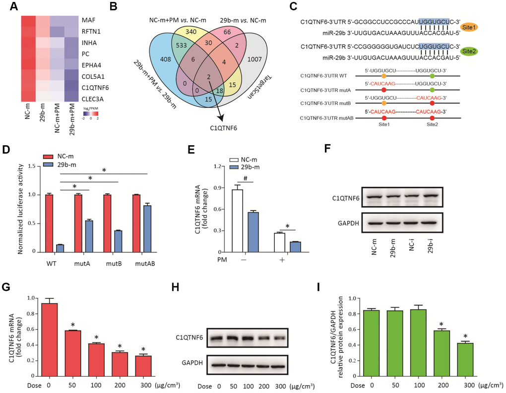 C1QTNF6 is the target gene of miR-29b-3p. (A) HBECs were transfected with miR-29b-3p mimic (29b-m) or negative control mimic (NC-m), respectively, and then treated with or without 300 μg/cm3 PM for 24 h. RNA sequencing identified the differentially-expressed genes in HBECs in the four groups (NC-m, 29b-m, NC-m + PM, and 29b-m + PM). The heatmap identified eight differentially downregulated genes common to the NC-m vs. 29b-m groups, NC-m + PM vs. 29b-m + PM groups, and NC-m vs. NC-m + PM groups. (B) Venn diagram showed the common differentially-downregulated genes in RNA sequencing and TargetScan analysis. (C) The binding sites between miR-29b-3p and the 3'UTR of C1QTNF6 were predicted by TargetScan. The aligned sequences of the 3'UTR of C1QTNF6 complementary to the seed sequence of miR-29b-3p and mutant sequences were shown. (D) HBECs were transfected with C1QTNF6-3'-UTR-WT, C1QTNF6-3'-UTR-mutA, C1QTNF6-3'-UTR-mutB or C1QTNF6-3'-UTR-mutAB plasmids combined with 29b-m or NC-m, respectively. The normalized luciferase activities were determined by luciferase reporter assay. Values represent mean ± SEM; *, PE) Real-time PCR analysis of C1QTNF6 expression in HBECs transfected with 29b-m or NC-m prior to PM exposure. Values represent mean ± SEM; *, PF) Western blot analysis of C1QTNF6 expression in HBECs transfected with 29b-m, NC-m, miR-29b-3p inhibitor (29b-i), or negative control inhibitor (NC-i), respectively. (G) HBECs were stimulated with different doses of PM (50, 100, 200, and 300 μg/cm3) for 24 h and the mRNA expression of C1QTNF6 was detected using real-time PCR. (H) The protein expression of C1QTNF6 was detected using western blot analysis. The optical densities of protein bands were shown in (I). Values represent mean ± SEM; *, P