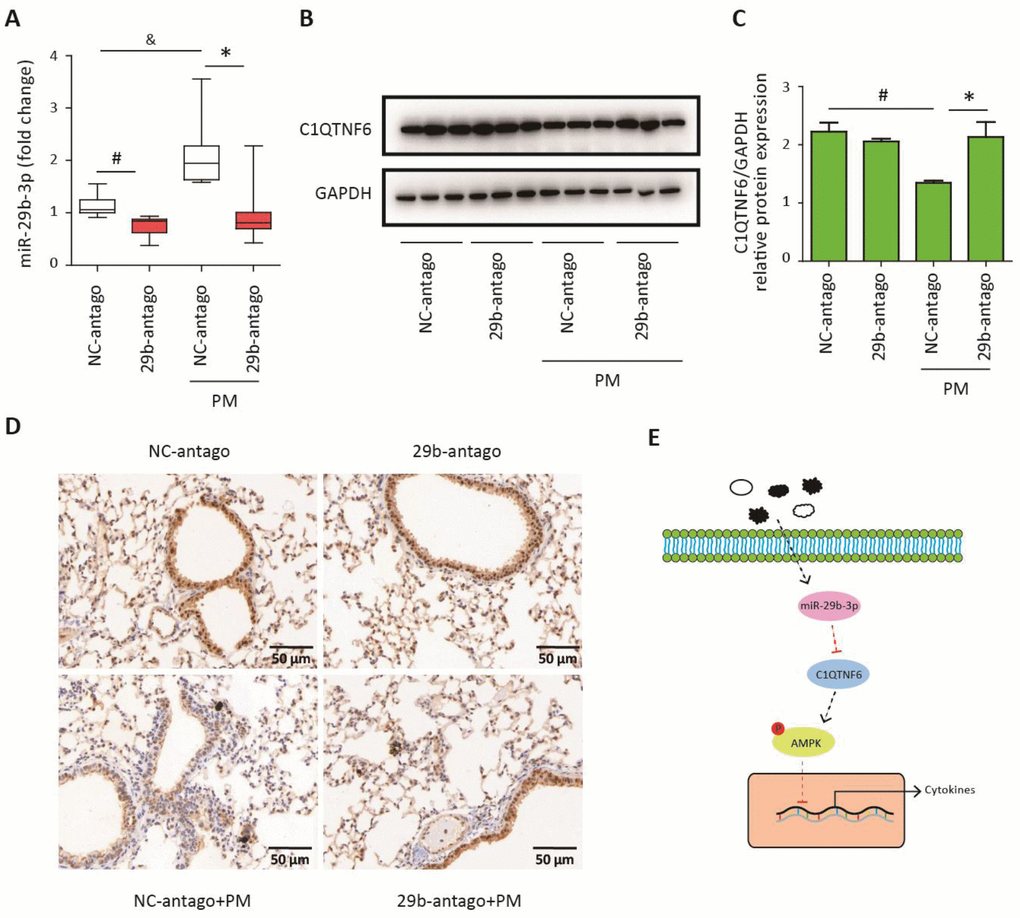 MiR-29b-3p inhibited the expression of C1QTNF6 in vivo. The acute PM-exposed mouse model was constructed and miR-29b-3p antagomirs (29b-antago) or negative control antagomirs (NC-antago) were delivered through the tail vein of mice 24 h prior to the first PM exposure. (A) Real-time PCR analysis of C1QTNF6 expression in mouse models treated with 29b-antago or NC-antago. (B) Western blot analysis of C1QTNF6 expression in mouse models treated with 29b-antago or NC-antago. The optical densities of protein bands were shown in (C). Values represent mean ± SEM; *, PD) Immunohistological analysis of C1QTNF6 expression in lung tissue of mouse models treated with 29b-antago or NC-antago. (E) Schematic diagram of the critical role of miR-29b-3p in the PM-induced inflammatory responses. miR-29b-3p was upregulated by PM exposure and inhibited the activation of AMPK pathway via targeting C1QTNF6 to promote PM-induced inflammatory responses. PM, particulate matter.