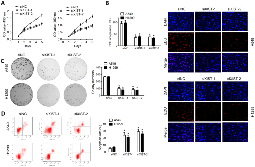 XIST knockdown inhibits proliferation and colony formation in NSCLC cell lines. Proliferation of NSCLC cells measured through (A) MTT assay and (B) EDU staining. (C) Colony formation assay results. (D) Apoptosis detection by annexin V/PI staining and flow cytometry. * 