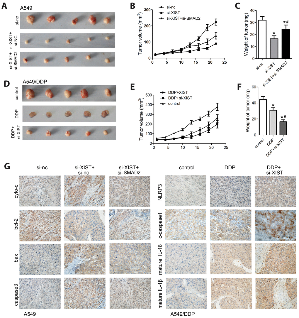 XIST silencing inhibits NSCLC growth in vivo. (A) A xenograft nude mouse model was established using A549 cells transfected with si-XIST, si-SMAD2, or their combination. (B) Tumor volume measurements. (C) Tumor weight measurements. (D) A xenograft nude mouse model was established using A549/DDP cells transfected with si-XIST and subjected to DDP treatment. (E) Tumor volume measurements. (F) Tumor weight measurements. (G) IHC analysis of the expression of apoptosis (cyto-c, bax, bcl-2, and caspase-3) and pyroptosis (NLRP3, caspase-1, IL-1b, and IL-18) markers in excised tumor samples. * # 