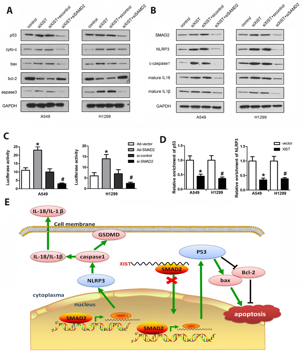 Co-regulation of apoptosis and pyroptosis pathways by XIST and SMAD2. (A, B) Western blot analysis of SMAD2, p53, NLRP3, and apoptosis- and pyroptosis-related proteins in NSCLC cells. (C) ChIP assay results indicating reduced interaction of SMAD2 with p53 and NLRP3 following XIST overexpression. (D) Luciferase activity assay showing that SMAD2 knockdown reduces the transcription of p53 and NLRP3. (E) Schematic diagram depicting the potential mechanism mediating XIST-dependent DDP chemoresistance in NSCLC cells.