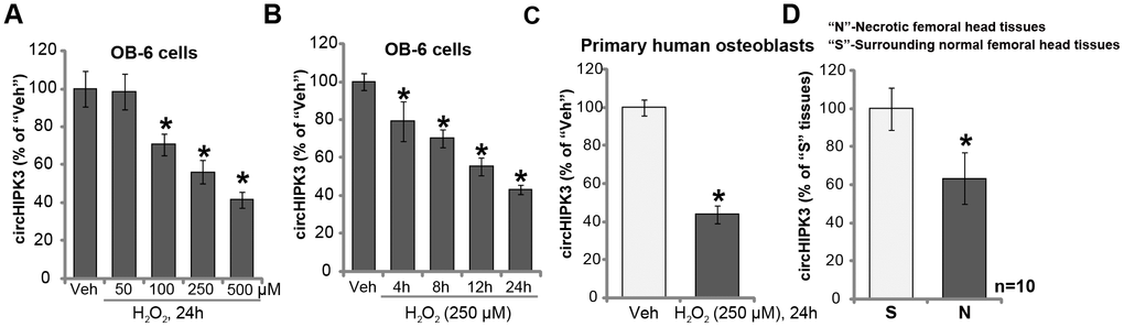 H2O2 downregulates circHIPK3 in human osteoblasts. OB-6 human osteoblastic cells or the primary human osteoblasts were treated with hydrogen peroxide (H2O2, at applied concentrations) and cultured for indicated time periods, relative circHIPK3 expression was tested by qPCR (A–C) qPCR analysis of the relative circHIPK3 expression in the surgery-isolated femoral head tissues (both normal and necrotic) from ten (10) different dexamethasone-treated patients (D) “Veh” stands for vehicle control (PBS, same for all Figures). Quantified values were mean ± standard deviation (SD). * P P D; n=10). Experiments were repeated three times, with similar results obtained.