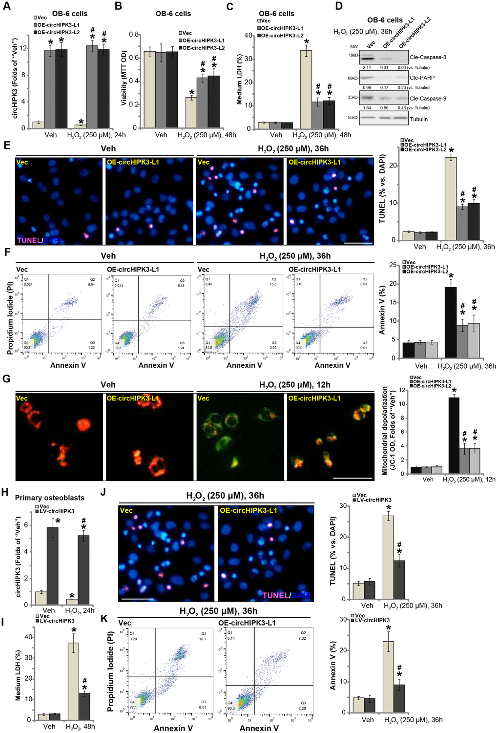 Forced overexpression of circHIPK3 alleviates H2O2-induced death and apoptosis in human osteoblasts. OB-6 human osteoblastic cells were infected with circHIPK3-expressing lentivirus (“LV-circHIPK3”) or control lentivirus (with empty vector, “Vec”), following puromycin selection stable cell lines were established (“OE-circHIPK3-L1/2”). Cells were treated with hydrogen peroxide (H2O2, 250 μM) and cultured for the applied time periods, relative circHIPK3 expression was tested by qPCR assay (A); Cell viability (B), cell death (C), cell apoptosis (D–F) and mitochondrial depolarization (G) were tested by the assays mentioned in the text, and results were quantified. The primary human osteoblasts were infected with “LV-circHIPK3” or “Vec” for 24h, then treated with hydrogen peroxide (H2O2, 250 μM) and cultured for the applied time periods, relative circHIPK3 expression and cell death were tested by qPCR (H) and LDH release (I) assays, respectively; Cell apoptosis was tested by TUNEL staining (J) and Annexin V-FACS (K) assays. Expression of the listed proteins was quantified and normalized to the loading control protein (β-) Tubulin (D). “MW” stands for molecular weight (Same for all Figures). Quantified values were mean ± standard deviation (SD, n=5). * P #P 2O2 treatment of “Vec” cells. Experiments were repeated five times, with similar results obtained. Bar=100 μm (E, G and J).
