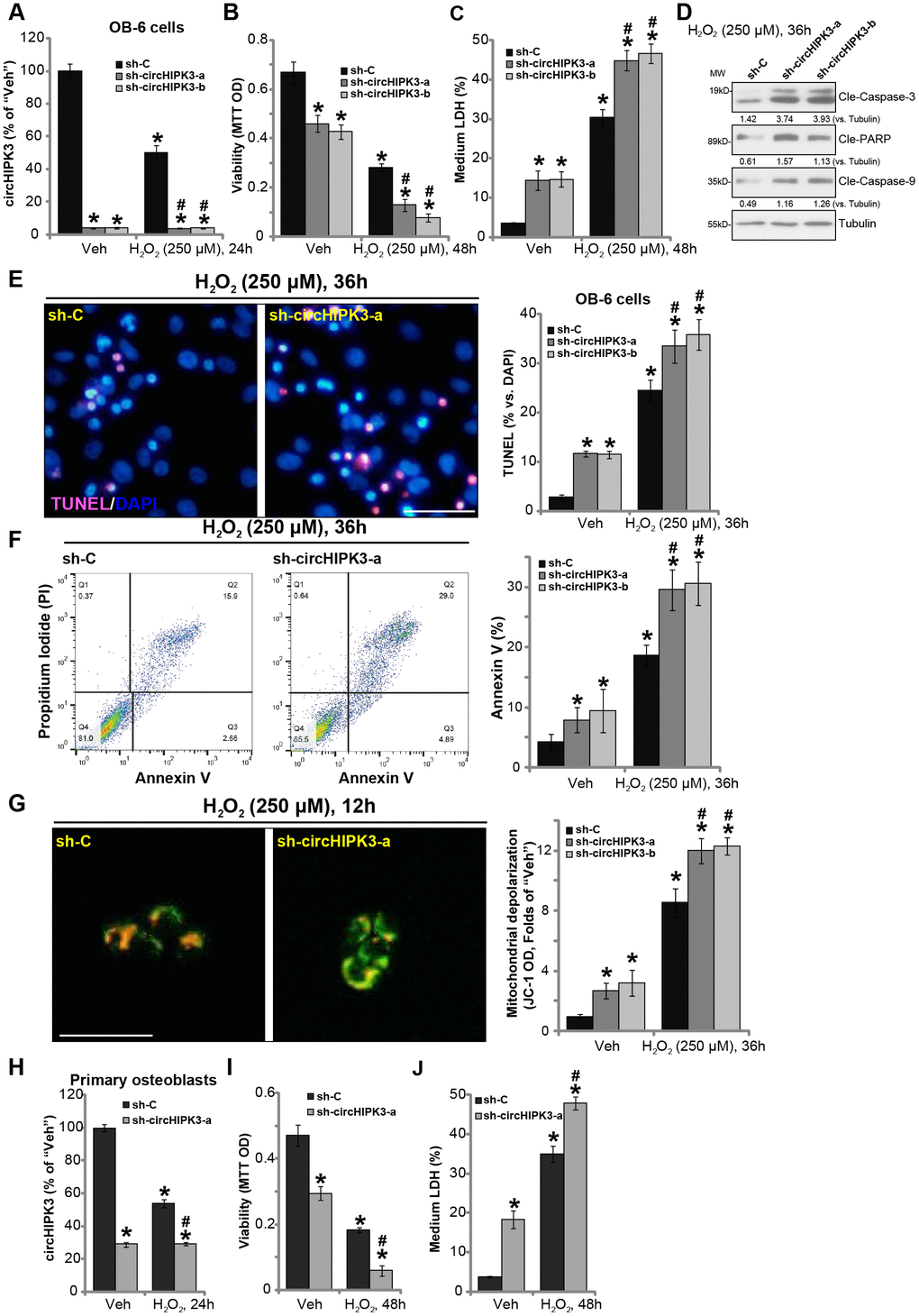 circHIPK3 silencing potentiates H2O2-induced death and apoptosis in human osteoblasts. OB-6 human osteoblastic cells were transfected with the lentiviral circHIPK3 shRNA (“sh-circHIPK3-a/b”, with non-overlapping sequences) or control shRNA lentivirus (“sh-C”), following puromycin selection the stable cells were established. Cells were treated with hydrogen peroxide (H2O2, 250 μM) and cultured for the applied time periods, relative circHIPK3 expression was tested by qPCR assay (A); Cell viability (B), cell death (C), cell apoptosis (D–F) and mitochondrial depolarization (G) were tested by the assays mentioned in the text, and results were quantified. The primary human osteoblasts were infected with “sh-circHIPK3-a” lentivirus or “sh-C” lentivirus for 24h, and then treated with hydrogen peroxide (H2O2, 250 μM) and cultured for the applied time periods, relative circHIPK3 expression, cell viability and death were tested by qPCR (H), MTT (I), and LDH release assay (J), respectively. Expression of the listed proteins was quantified and normalized to the loading control protein (β-) Tubulin (D). Quantified values were mean ± standard deviation (SD, n=5). * P #P 2O2 treatment of “sh-C” cells. Experiments were repeated five times, with similar results obtained. Bar=100 μm (E and G).