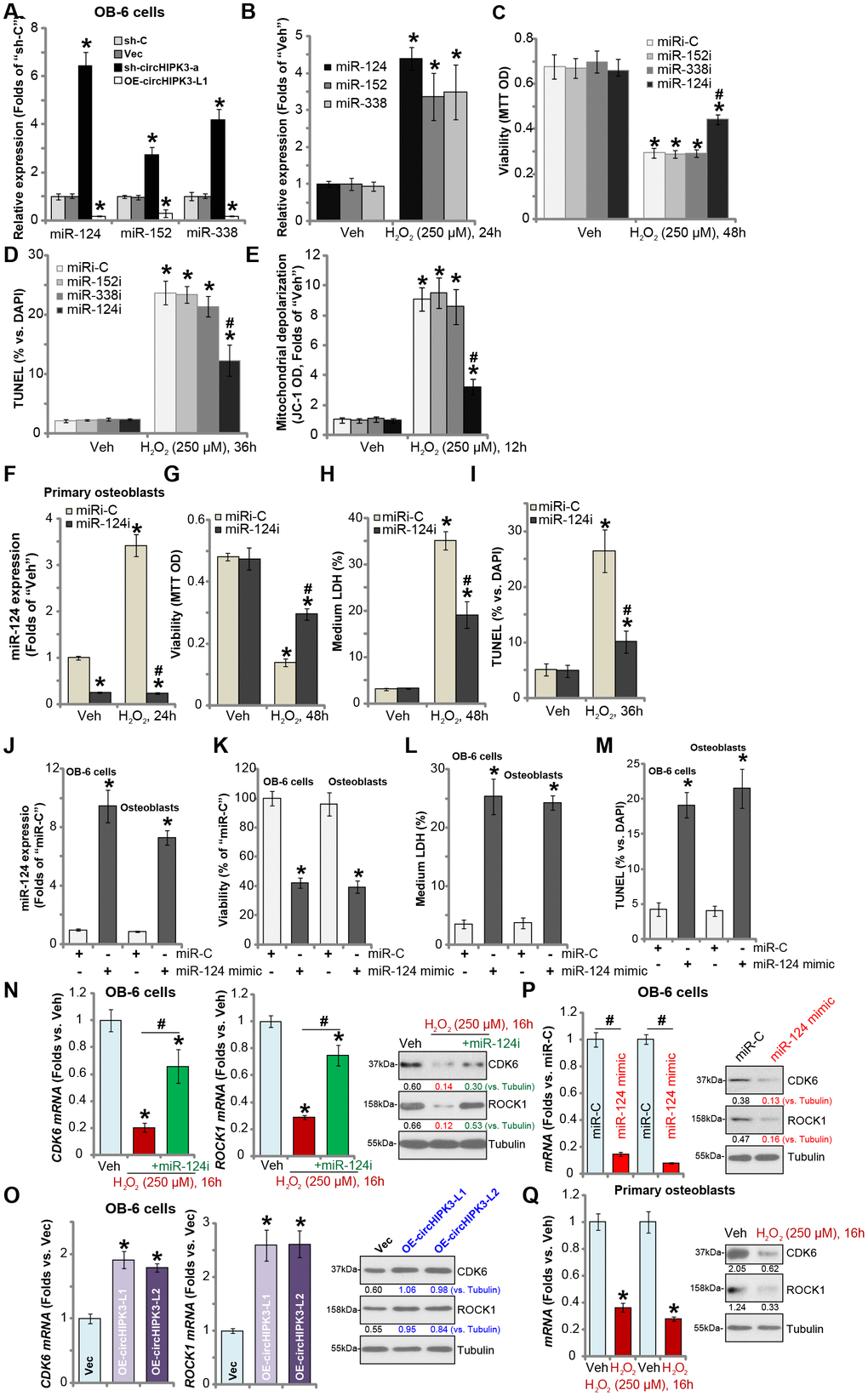 miR-124 inhibition attenuates H2O2-induced cytotoxicity in human osteoblasts. OB-6 human osteoblastic cells were transfected with circHIPK3-expressing lentivirus (“LV-circHIPK3”) or control lentivirus (with empty vector, “Vec”), as well as lentiviral circHIPK3 shRNA (“sh-circHIPK3-a”) or control shRNA lentivirus (“sh-C”), expression of listed microRNAs (miR-124, miR-152 and miR-338) was tested by qPCR (A). OB-6 cells were treated with hydrogen peroxide (H2O2, 250 μM) and cultured for 24h, expression of listed microRNAs (miR-124, miR-152 and miR-338) was tested by qPCR (B). OB-6 cells were transfected with miR-124 inhibitor (“miR-124i”, 500 nM), miR-152 inhibitor (“miR-152i”, 500 nM), miR-338 (“miR-338i”, 500 nM) or the non-sense control miRNA inhibitor (“miRi-C”) for 24h, followed by hydrogen peroxide (H2O2, 250 μM) treatment, cell viability and apoptosis were tested by MTT (C) and TUNEL staining (D), respectively. Mitochondrial depolarization was tested by JC-1 assay (E). The primary human osteoblasts were transfected with 500 nM of miR-124i or the miRi-C for 24h, followed by hydrogen peroxide (H2O2, 250 μM) treatment for indicated time periods, relative miR-124 expression (F), cell viability (G), cell death (H) and apoptosis (I) were tested by qPCR, MTT, LDH release and TUNEL staining assays, respectively. OB-6 cells or the primary human osteoblasts (“Osteoblasts”) were transfected with 500 nM of the miR-124 mimic or miR non-sense control (“miR-C”) for 48h, relative miR-124 expression (J), cell viability (K), cell death (L) and apoptosis (M) were tested similarly. OB-6 cells were transfected with the miR-124 inhibitor (“miR-124i”, 500 nM) for 24h, followed by H2O2 (250 μM) treatment for 16h, expression of listed genes was shown (N); The mRNA and protein expression of CDK6 and ROCK1 in stable OB-6 osteoblastic cells, with circHIPK3-expressing lentivirus (“OE-circHIPK3-L1/2”) or control lentivirus (with empty vector, “Vec”), was shown (O); OB-6 cells were transfected with 500 nM of the miR-124 mimic or miR non-sense control (“miR-C”) for 48h, with expression of listed genes examined (P). The primary human osteoblasts with or without H2O2 (250 μM, 16h) treatment were examined for the listed genes (Q). Quantified values were mean ± standard deviation (SD, n=5). * P A); * P B–I, N and Q). * P O). #P 2O2 treatment of “miRi-C” cells (C–H); * P #P N and P). Experiments were repeated three times, with similar results obtained.