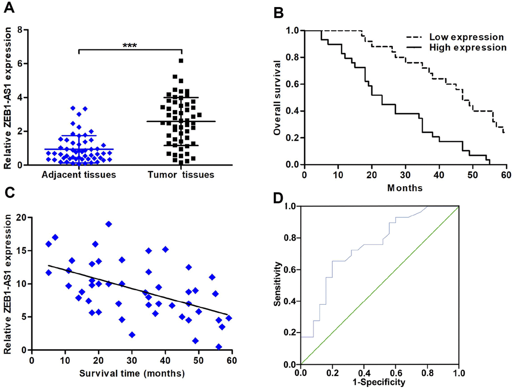 The expression of ZEB1-AS1 and its correlation with clinicopathological characteristics and prognosis. (A) ZEB1-AS1 expression in CCA tissues and paired adjacent nontumor bile duct tissues was detected by qRT-PCR. (B) CCA patients were divided into two groups according to average value of ZEB1-AS1 expression. Overall survival was evaluated between high and low ZEB1-AS1 expression groups by using Kaplan-Meier method and log-rank test. (C) The correlation between relative ZEB1-AS1 expression and survival time of CCA patients was assessed by Pearson correlation analysis. (D) The sensitivity and specificity of ZEB1-AS1 as a prognostic marker were analyzed by ROC curve. ***P 