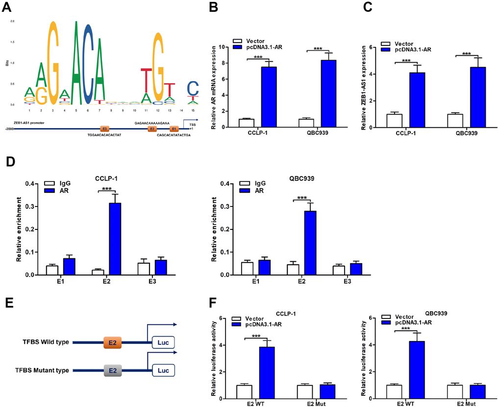 ZEB1-AS1 was induced by transcription factor AR. (A) AR sequence and binding sites (E1, E2 and E3) to ZEB1-AS1 promoter region were predicted by using JASPAR database (http://jaspar.genereg.net/). (B) The pcDNA3.1-AR amplified AR mRNA expression in QBC939 and CCLP-1 cells compared with empty vector. (C) Upregulated AR facilitated ZEB1-AS1 expression in QBC939 and CCLP-1 cells corroborated by qRT-PCR. (D) ChIP assays were performed to confirm the direct binding of AR to ZEB1-AS1 promoter in QBC939 and CCLP-1 cells. (E) Luciferase reporter plasmids were constructed with TFBS E2, including wild type and mutant type. (F) The luciferase activity of TFBS E2 WT was markedly promoted by pcDNA3.1-AR cotransfection compared with controls in QBC939 and CCLP-1 cells. ***P 