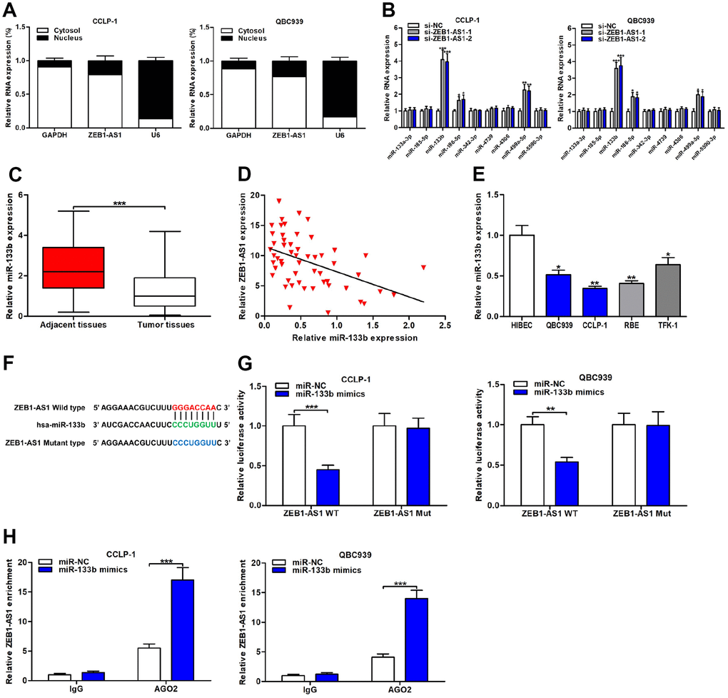 ZEB1-AS1 functioned as a sponge for miR-133b in CCA cells. (A) Subcellular localization of ZEB1-AS1 was tested by subcellular fractionation assays. GAPDH and U6 were used as endogenous controls for cytoplasm and nucleus, respectively. (B) The expression levels of predicted miRNAs were detected after knocking down ZEB1-AS1 in QBC939 and CCLP-1 cells. (C) The expression of miR-133b in CCA tissues and paired adjacent nontumor bile duct tissues. (D) The correlation between relative ZEB1-AS1 expression and relative miR-133b expression in CCA tissues. (E) The miR-133b expression in CCA cells (QBC939, CCLP-1, RBE, TFK-1) and normal HIBEC. (F) Luciferase reporter plasmids were constructed with miR-133b-binding site region of ZEB1-AS1 sequence, including wild type and mutant type. (G) Luciferase reporter assays showed that cotransfected miR-133b mimics significantly inhibited luciferase activity of ZEB1-AS1 wild type. (H) AGO2 RIP assays further suggested the binding of miR-133b to ZEB1-AS1. *P **P ***P 