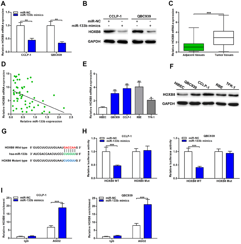 MiR-133b was a direct regulator of HOXB8 in CCA cells. (A) MiR-133b restrained HOXB8 mRNA expression confirmed by qRT-PCR. (B) MiR-133b refrained HOXB8 protein expression testified via western blot in QBC939 and CCLP-1 cells. (C) The expression of HOXB8 mRNA in CCA tissues and paired adjacent nontumor bile duct tissues. (D) The correlation between relative HOXB8 mRNA expression and relative miR-133b expression in CCA tissues. (E) The HOXB8 mRNA expression in QBC939, CCLP-1, RBE, TFK-1 and normal HIBEC. (F) The HOXB8 protein expression in CCA cells (QBC939, CCLP-1, RBE, TFK-1) and normal HIBEC. (G) Luciferase reporter plasmids were constructed with miR-133b-binding site region of HOXB8 sequence, including wild type and mutant type. (H) The luciferase activity of HOXB8 wild type was inhibited by miR-133b mimics cotransfection. (I) AGO2 RIP assays were conducted to further demonstrate the binding of miR-133b to 3’UTR of HOXB8. *P **P ***P 