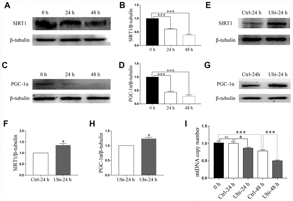 Ubiquinol-10 rescued aging-induced reduction of mitochondrial biogenesis. Protein levels of SIRT1 (A and B) and PGC-1α (C and D) in aging 0 h, 24 h, and 48 h oocytes. Protein levels of SIRT1 (E and F) and PGC-1α (G and H) in Ctrl-24 h and Ubi-24 h oocytes. (I) mtDNA copy number in 0 h, Ctrl-24 h, Ubi-24 h, Ctrl-48 h, and Ubi-48 h oocytes. ns, p > 0.05, *p 