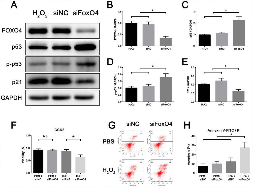 FOXO4 facilitates TM3 Leydig cell senescence and maintains the viability of senescent cells. (A–E) Western blots revealing that, compared to control, FoxO4 knockdown increases protein levels of p53 and Ser15-phospho-p53 but decreases levels of p21 in senescent TM3 Leydig cells. (F) CCK8 assays showing that FoxO4 knockdown decreases the viability of senescent TM3 Leydig cells. (G, H) Annexin V-FITC/PI apoptosis assays showing that FoxO4 knockdown increases the apoptosis rate among senescent TM3 Leydig cells. NC, negative control. Data presented are representative of three independent experiments. Data depict the mean ± SD. *P