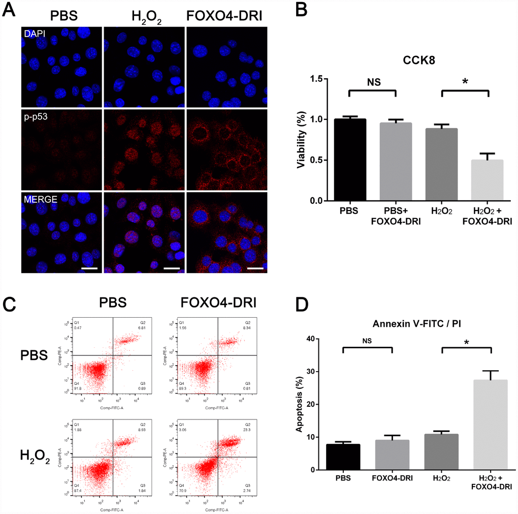 FOXO4-DRI causes nuclear exclusion of active p53 and induces apoptosis in senescent TM3 Leydig cells. (A) Immunofluorescent staining showing increased levels of Ser15-phospho-p53 in the nucleus of senescent TM3 Leydig cells. Note that Ser15-phospho-p53 foci are excluded from the nucleus after treatment with 25 mM FOXO4-DRI for 3 days. Scale bar: 25 μm. (B) CCK8 assays showing that FOXO4-DRI decreases the viability of senescent TM3 Leydig cells. (C, D) Annexin V-FITC/PI apoptosis assays showing that FOXO4-DRI increases the apoptosis rate among senescent TM3 Leydig cells. Data presented are representative of three independent experiments. Data depict the mean ± SD. *P