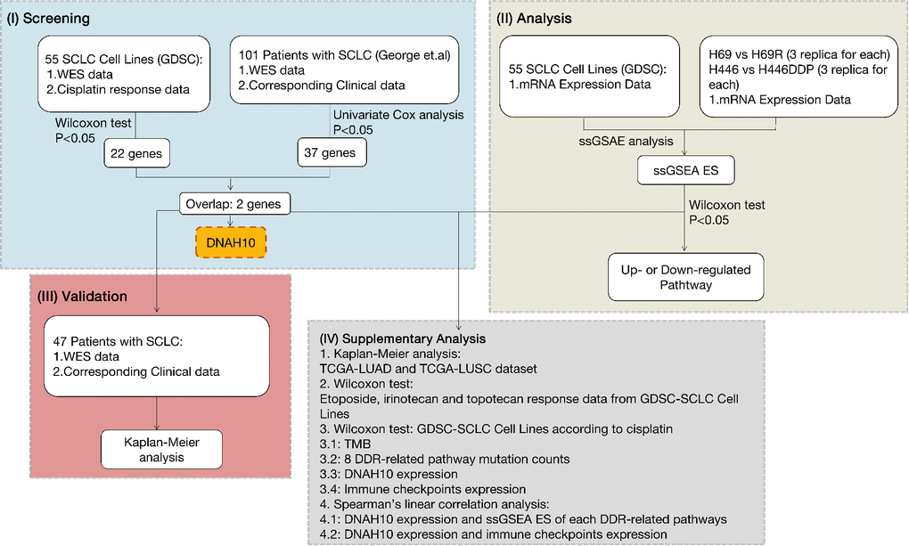 Workflow of bioinformatics analysis. SCLC: Small-cell lung cancer; GDSC: The Genomics of Drug Sensitivity in Cancer Project; TCGA: The Cancer Genome Atlas; WES: whole-exome sequencing; DDR: DNA damage response and repair; ssGSEA ES: ssGSEA: single sample gene-set enrichment analysis enrichment score; LUAD: Lung adenocarcinoma; LUSC: Lung squamous cell carcinoma; TMB: Tumor mutational burden.