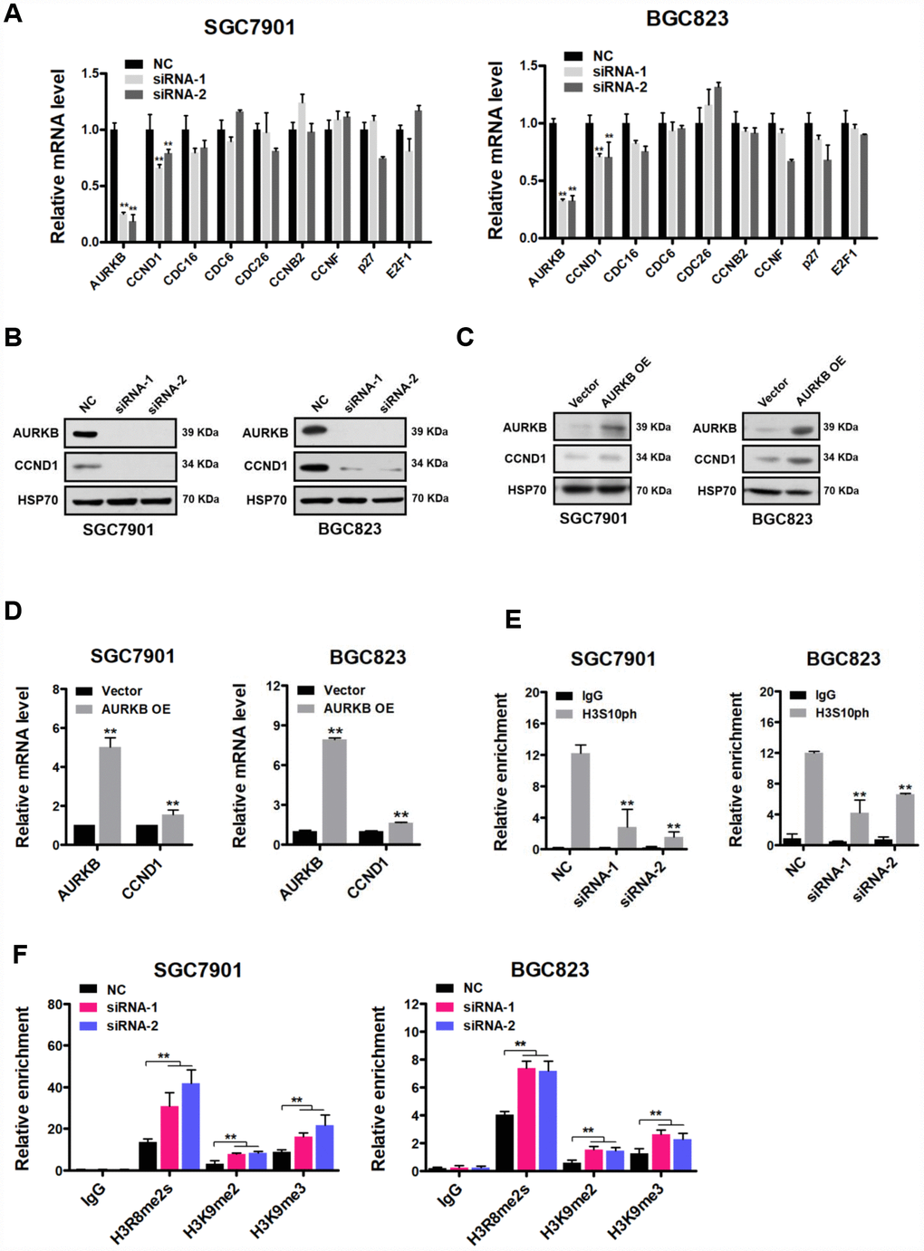 CCND1 is a direct target of AURKB. (A) Quantitative real-time PCR analysis of the effect of AURKB knockdown by siRNA on the mRNA levels of CCND1, CDC16, CDC6, CDC26, CCNB2, CCNF, p27 and E2F1 in SGC7901 and BGC823 cells relative to those in the negative control (NC) cells. The results shown are the means ± SDs of three independent experiments; **, P B) Western blot analysis showing the effect of AURKB knockdown by siRNA on the expression of CCND1 in SGC7901 and BGC823 cells. HSP70 was the loading control. (C) Western blot analysis showing the effect of AURKB overexpression on the expression of CCND1 in SGC7901 and BGC823 cells. HSP70 was the loading control. (D) Quantitative real-time PCR analysis of the effect of AURKB overexpression on the mRNA levels of CCND1 in SGC7901 and BGC823 cells. The results shown are the means ± SDs of three independent experiments; **, P E–F) Chromatin immunoprecipitation assays showing the effect of AURKB knockdown on H3S10ph (E) H3R8me2s, H3K9me2, or H3K9me3 (F) enrichment in the CCND1 promoter in SGC7901 and BGC823 cells. Normalized inputs of SGC7901 and BGC823 chromatin DNA were pulled down by antibodies against H3S10ph or negative immunoglobulin G (IgG). The results shown are the means ± SDs of three independent experiments; **, P 