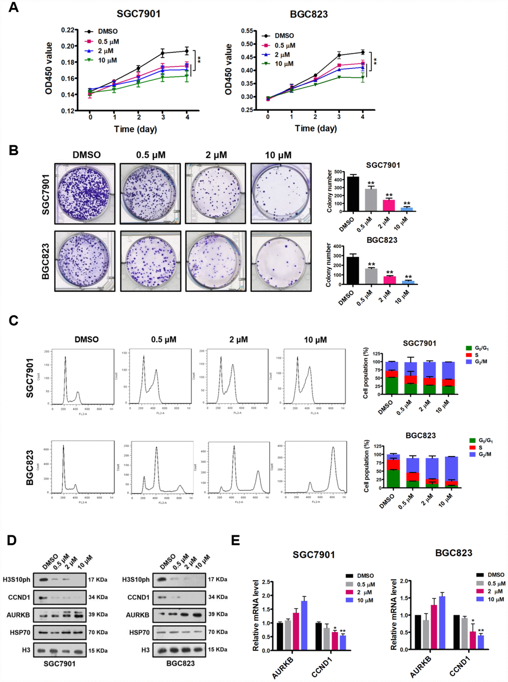 AZD1152 suppresses cell proliferation and represses the expression of CCND1 by inhibiting the enzymatic activity of AURKB in gastric cancer cells. (A) CCK-8 assays showing the effect of different concentrations of AZD1152 (0.5 μM, 2 μM and 10 μM; DMSO as the control) on the proliferation of SGC7901 and BGC823 cells. The results shown are the means ± SDs of three independent experiments; **, P B) Colony formation assays showing the effects of different concentrations of AZD1152 (0.5 μM, 2 μM and 10 μM; DMSO as the control) on the colony formation ability of SGC7901 and BGC823 cells. Left panel, representative images from colony formation assays. Right panel, the number of colonies formed by the indicated cells was quantified. Data are presented as the means ± SDs; **, PC) Flow cytometry analysis showing the effect of different concentrations of AZD1152 (0.5 μM, 2 μM and 10 μM; DMSO as the control) on the cell cycle distribution. Bar graphs showing the percentages of SGC7901 and BGC823 cells in the G0/G1, S and G2/M phases when treated with different concentrations of AZD1152 (right panel). Each histogram bar represents the mean ± SD of three independent experiments. (D) Western blot analysis of the protein levels of AURKB, CCND1 and H3S10ph in SGC7901 and BGC823 cells treated with different concentrations of AZD1152 (0.5 μM, 2 μM and 10 μM; DMSO as the control). HSP70 and histone H3 were used as the endogenous loading controls. (E) Quantitative real-time PCR analysis of AURKB and CCND1 expression in SGC7901 and BGC823 cells treated with different concentrations of AZD1152 (0.5 μM, 2 μM and 10 μM; DMSO as the control); *, P 