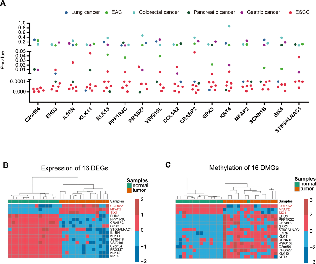 Identification of ESCC-specific genes. (A), Genes were filtered from ten data sets (5 ESCC data sets and five other cancer data sets) to obtain specific key genes in ESCC. Scatter plot shows the p-value of 16 differentially-expressed genes in the ten data sets. (B, C) Heatmap of methylation and expression of the 16 key genes, respectively.