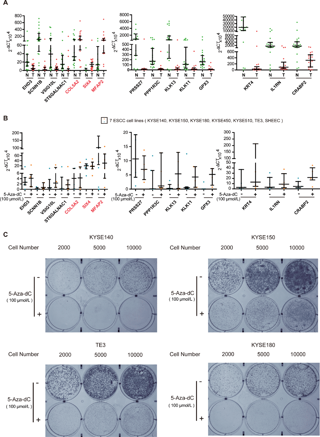 Experimental verification of key genes in ESCC. (A) qRT-PCR analysis of key genes in tumor (T) and normal (N) tissues of twenty paired ESCC samples. (B) Scatter plot of qRT-PCR analyses for key genes in seven ESCC cell lines. Blue spots represent cells treated with DMSO, whereas the orange spots represent cells treated with 5-aza-dC. (C) Colony formation assays of ESCC cells after 5-aza-dC treatment. ESCC cells were plated in 6-well plates. After 24 h, the cells were treated with 5-aza-dC. Cultures were maintained for six days, and cells were then stained and photographed. DMSO was used as the control. Colony formation assays illustrate that hypermethylation of key genes plays an important role in cell growth.