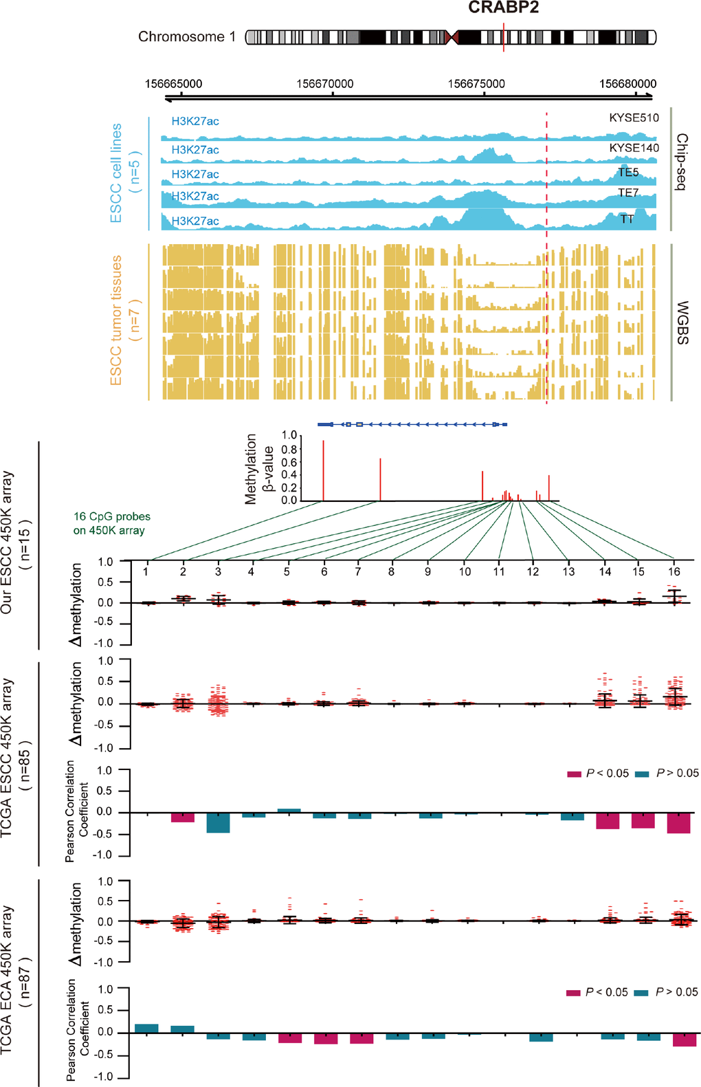 Inverse trend between DNA methylation and histone modification of CRABP2 in ESCC. Blue tracks represent the histone modifications in CRABP2 for five ESCC cell lines, and yellow tracks represent its methylation level, as measured by the WGBS assay. All tracks are on the same scale (0-1). Scatter diagrams show the Δβ of CRABP2 in ESCC samples compared with normal samples. Histograms show the correlation between DNA methylation and gene expression of CRABP2.