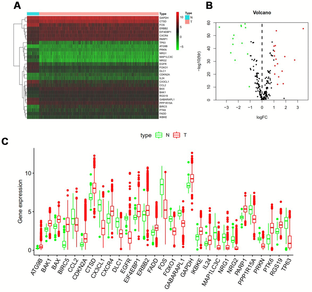 Differentially expressed autophagy-related genes. Heat map (A) and volcano map (B) show differentially expressed genes between breast cancer and normal tissues, with red dots representing significantly up-regulated genes, green dots representing significantly down-regulated genes, and black dots representing no differences gene. (C) Expression patterns of 29 autophagy-related genes (ARGs) in breast cancer types and paired non-tumor samples. Each red box plot represents a different tumor sample and blue represents a non-tumor sample.