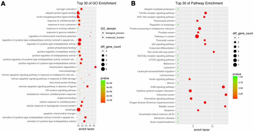 Gene functional enrichment of differentially expressed ARGs. (A) GO analysis shows the biological processes and molecular functions involved in differential genes. (B) KEGG shows the signaling pathway involved in differential ARGs.