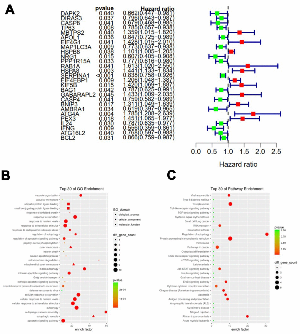 Expression profile and prognostic value of ARGs. (A) Risk ratio forest plot showed the prognostic value of the gene; (B) GO analysis revealed the biological processes and molecular functions involved in 27 prognostic-related ARGs; (C) KEGG shows the signaling pathways involved in 27 prognostic-related ARGs.
