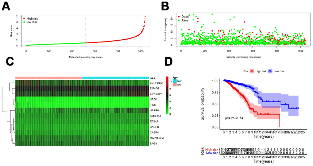 Development of a prognostic index based on ARGs. (A) Distribution of prognostic index. (B) Survival status of patients in different groups. (C) Heat map of the expression profile of the included ARGs. (D) Patients in the high-risk group have a shorter overall survival.