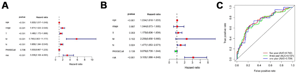 Prognostic indicators based on ARGs show good predictive performance. A forest plot of univariate (A) and multivariate (B) Cox regression analysis in breast cancer. (C) Survival-dependent receiver operating characteristic (ROC) curves validate the prognostic significance of ARGs-based prognostic indicators.