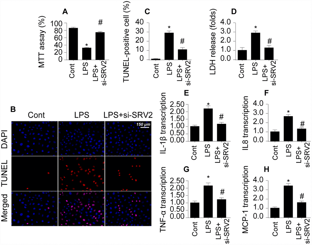 Loss of SRV2 attenuates cardiomyocyte death and reduces inflammation response in LPS-induced septic cardiomyopathy. (A) Cardiomyocyte viability was measured via MTT assay after transfection of siRNA against SRV2. (B–C) TUNEL staining was used to evaluate numbers of apoptotic cardiomyocytes after SRV2 siRNA transfection. (D) An LDH release assay was used to examine cardiomyocyte damage in response to LPS treatment and after SRV2 siRNA transfection cardiomyocytes. (E–H) RNA was isolated from LPS-treated cardiomyocytes and qPCR was performed to analyze IL-1β, IL-8, TNF-α, and MCP-1 transcript levels. *p