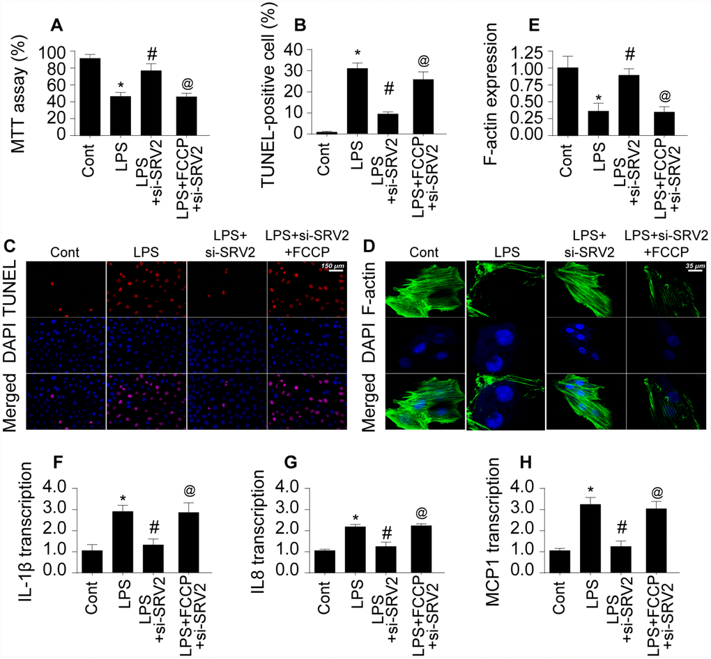 Re-activation of mitochondrial fission reverses the pro-survival effects of SRV2 knockdown in cardiomyocytes. (A) Cardiomyocyte viability was measured via MTT assay after transfection of siRNA against SRV2 and addition of FCCP to the culture medium. (B–C) TUNEL staining was used to quantify numbers of apoptotic cardiomyocytes after SRV2 siRNA transfection and FCCP treatment. (D–E) Relative expression of F-actin in cardiomyocytes was measured in an immunofluorescence assay after SRV2 siRNA transfection and FCCP treatment. (F–H) RNA was isolated from LPS-treated cardiomyocytes and qPCR was performed to analyze IL-1β, IL-8, and MCP-1 transcript levels after SRV2 siRNA transfection and FCCP treatment. *p