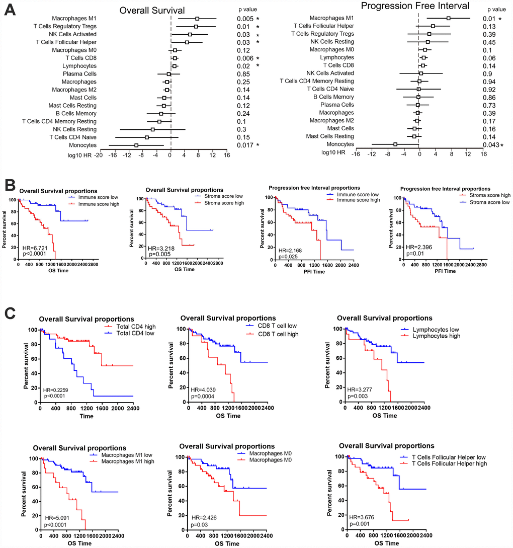 The prognostic value of the immune score and immune cell infiltration in UM. (A) HRs of OS and the PFI based on the infiltration of various immune cells (as continuous variables) in all patients (left); the horizontal bars represent the 95% confidence intervals of the HRs. Statistically significant variables are shown. Each cell type was evaluated individually and rank-ordered based on the estimated HR. (B) Kaplan-Meier survival analysis based on immune score and stroma score. Patients were divided into the high and low groups based on the level of immune score and stroma score. (C) Kaplan-Meier survival analysis based on selected immune cells. Patients were divided into the high and low groups based on their expression of each cell.