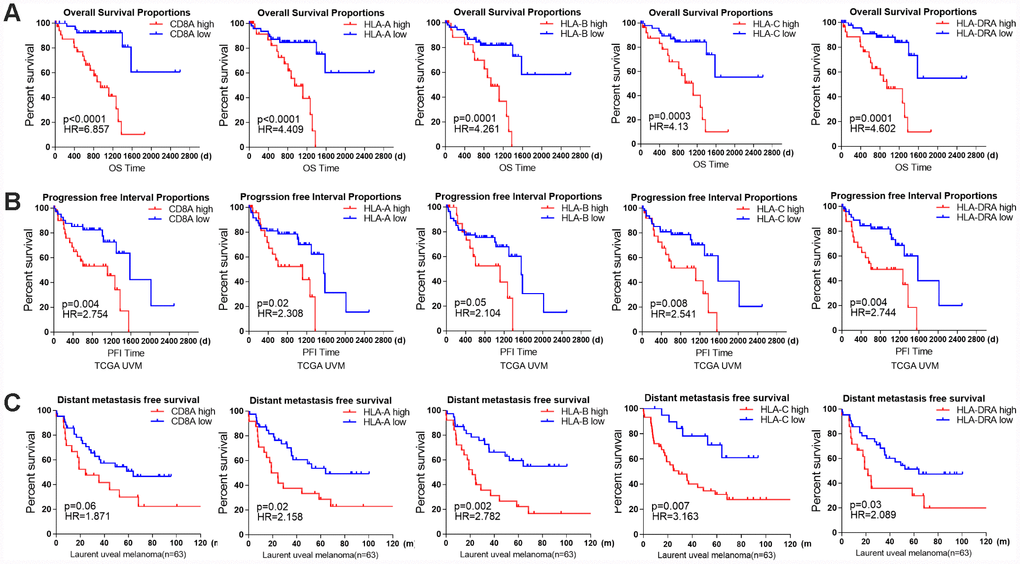 The prognostic value of individual immune genes in UM. (A) Kaplan-Meier survival curves demonstrate that elevated levels of CD8A (PB) Kaplan-Meier survival curves demonstrate that elevated levels of CD8A, HLA-A, HLA-B, HLA-C and HLA-DRA were consistently associated with a worse PFI in the UM dataset of TCGA (log-rank test, PC) Kaplan-Meier survival curves demonstrate that elevated levels of CD8A (P=0.06), HLA-A (P=0.02), HLA-B (P=0.002), HLA-C (P=0.007) and HLA-DRA (P=0.03) were consistently associated with worse metastasis-free survival in the Laurent UM dataset (n=63; log-rank test, P