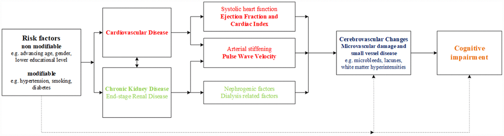 The heart-kidney-brain axis. Hypothesis of the current study and the potential underlying pathophysiological mechanisms in the heart-kidney-brain axis.