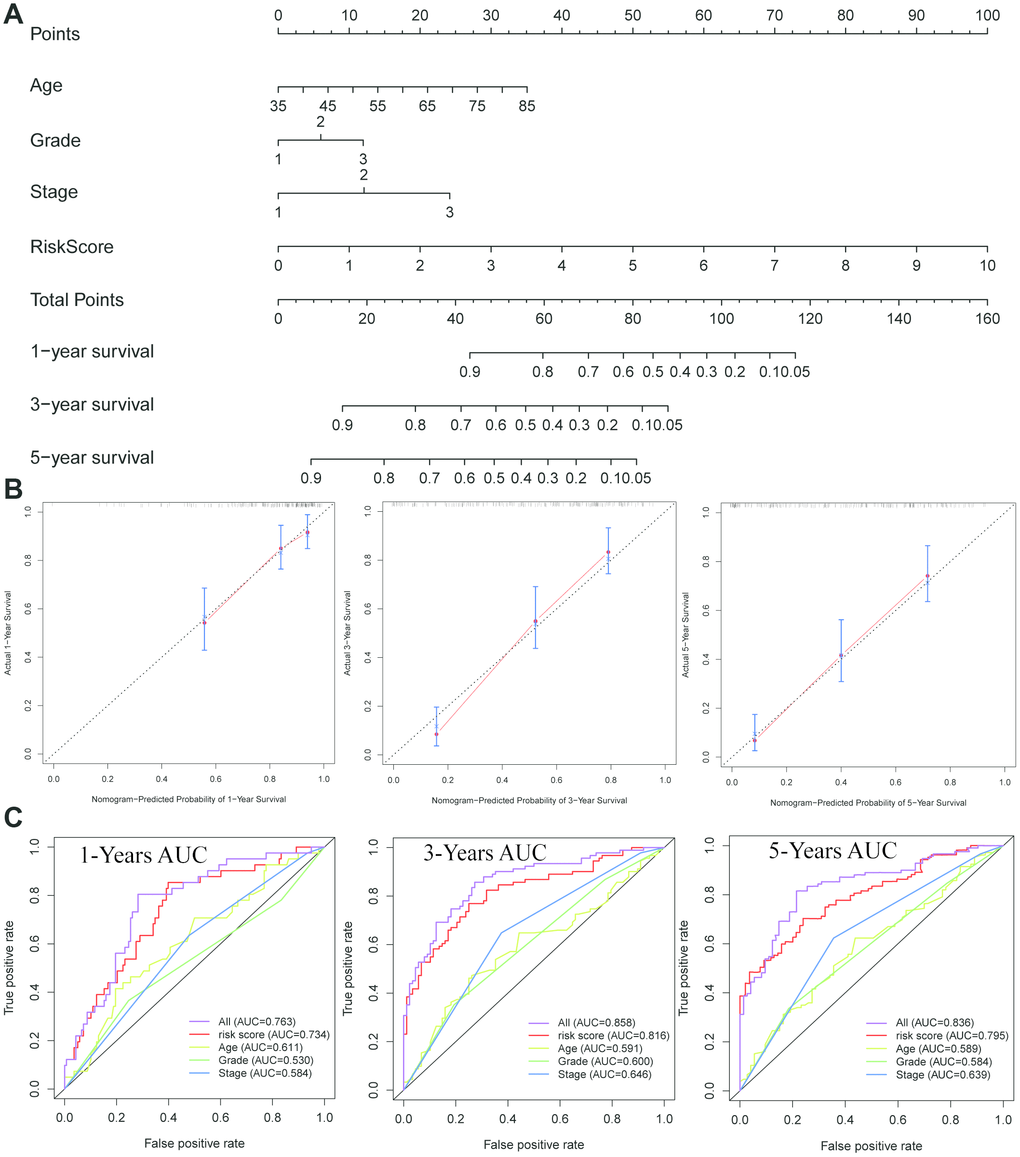 Construction of a nomogram for overall survival prediction in ESCC. (A) The nomogram consists of age, grade, stage and the risk score based on the eight-lncRNA signature. (B) Calibration curves of the nomogram for the estimation of survival rates at 1-, 3-, 5- year. (C) The Kaplan-Meier curves of the risk subgroups stratified by the tertiles of total points derived from the nomogram.