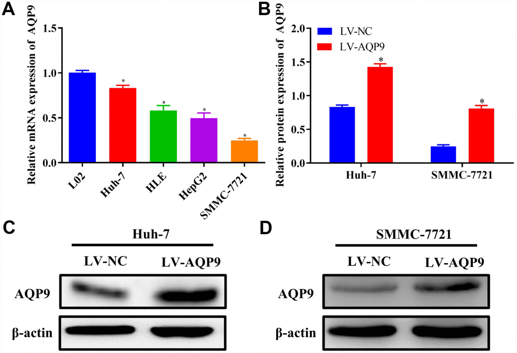 Down-regulation of AQP9 in HCC cells. (A) The mRNA levels of AQP9 in HCC cell lines were determined compared with the control. (B–D) The protein levels of AQP9 in Huh-7 and SMMC-7721 cells transfected with LV-NC or LV-AQP9 were also examined using western blotting. The results were represented as mean ± SD. P