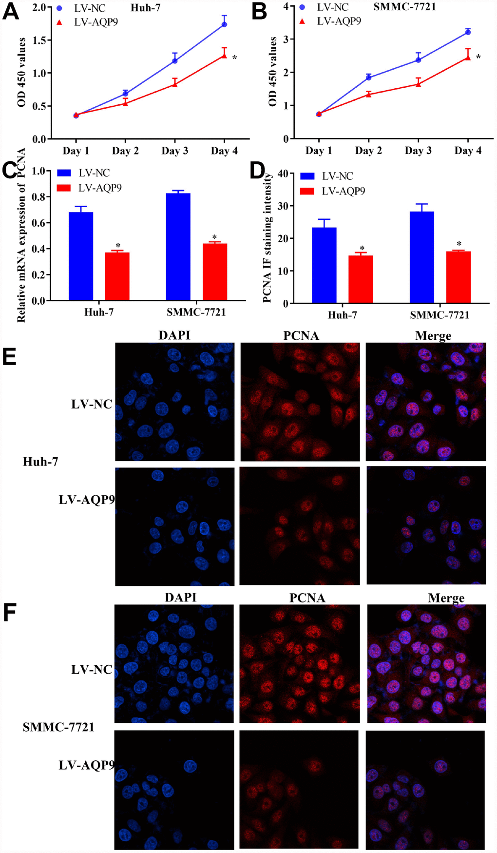 Overexpression of AQP9 inhibited proliferation of HCC cells. (A and B) The proliferative activity of Huh-7 and SMMC-7721 cells transfected with LV-AQP9 was determined by CCK-8 assay compared with the control. (C) The expression levels of PCNA in HCC cells were examined following the transfection with LV-NC or LV-AQP9. (D–F) The expression of PCNA in Huh-7 and SMMC-7721 cells transfected with LV-NC or LV-AQP9 were evaluated using immunocytochemistry analysis. The results were represented as mean ± SD. P