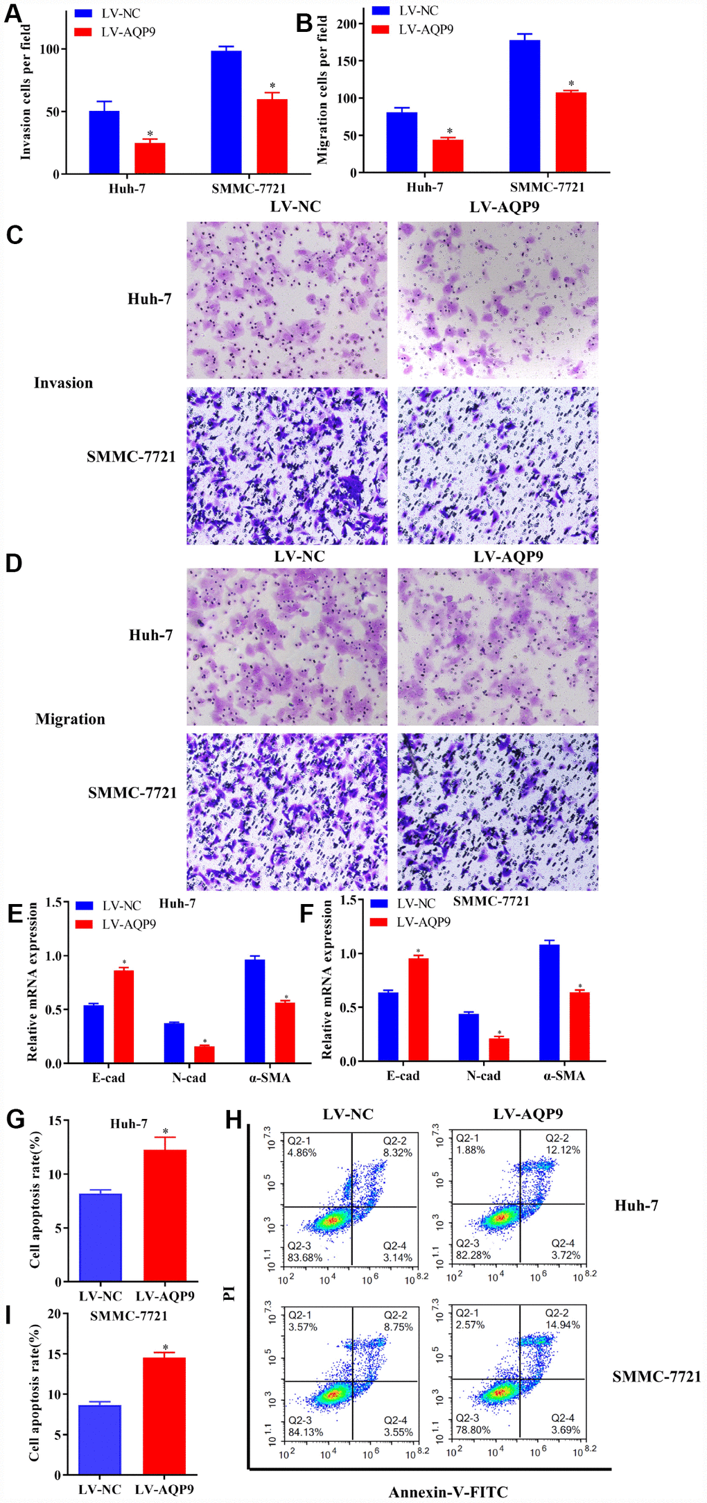 Overexpressed AQP9 inhibited invasion, migration and EMT in HCC cells, but promoted cell apoptosis. (A and C) The invasive abilities in Huh-7 and SMMC-7721 cells transfected with LV-NC or LV-AQP9 were determined by Transwell assay (magnificationx100). (B and D) Cell migration were examined following the transfection of LV-AQP9 (magnificationx100). (E and F) The mRNA levels of E-cad, N-cad and α-SMA in transfected Huh-7 and SMMC-7721 cells were evaluated using RT-qPCR. (G–I) The cell apoptosis rate in HCC cells transfected with LV-NC or LV-AQP9 was analyzed by flow cytometry. Data are shown as mean ± SD based on at least three independent experiments. The results were represented as mean ± SD. P