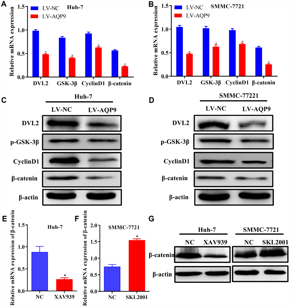 Overexpression of AQP9 was able to suppress Wnt/β-catenin signaling. (A–D) The mRNA and protein levels of DVL2, GSK-3β, CyclinD1 and β-catenin in Huh-7 and SMMC-7721 cells transfected with LV-NC or LV-AQP9 were examined by RT-qPCR and western blotting. (E) The expression of β-catenin in HCC cells treated with XAV939 were evaluated using RT-qPCR. (F) The mRNA levels of β-catenin in SMMC-7721 cells were determined following the treatment with SKL2001. (G) The protein levels of β-catenin in HCC cells were assessed by western blot analysis. The results were represented as mean ± SD. P