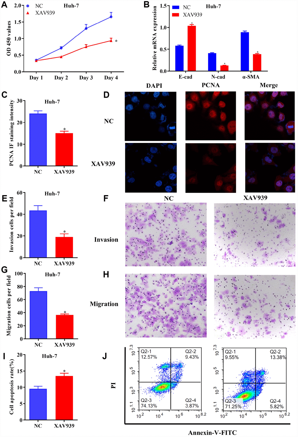 Blockage of Wnt/β-catenin signaling inhibited growth and metastasis of HCC cells. (A) The proliferation of Huh-7 cells treated with XAV939 was determined by CCK-8 assay. (B) The mRNA levels of E-cad, N-cad and α-SMA in transfected HCC cells were examined using RT-qPCR. (C and D) The expression of PCNA in Huh-7 cells were evaluated following the treatment with XAV939. (E to H) The invasive and migrative abilities of HCC cells treated with XAV939 were assessed by Transwell assay (magnificationx100). (I and J) Cell apoptosis following the treatment with XAV939 was determined using flow cytometry. The results were represented as mean ± SD. P
