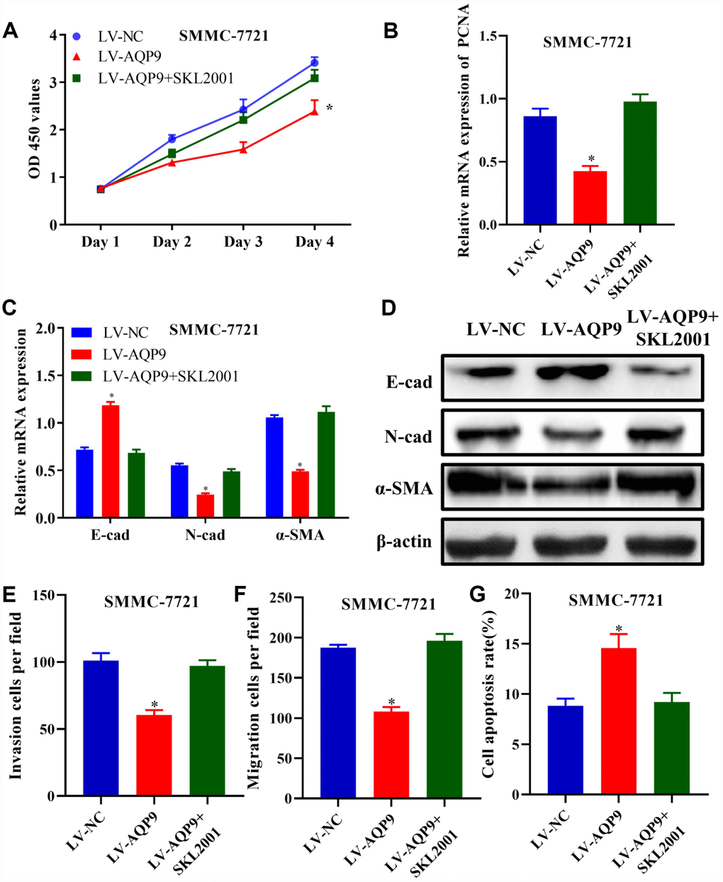 Activation of Wnt/β-catenin pathway reversed the effects of AQP9 on HCC progression. (A) The proliferation of SMMC-7721 cells transfected with LV-NC, LV-AQP9 or LV-AQP9+SKL2001 was determined. (B–D) The expression levels of PCNA, E-cad, N-cad and α-SMA in transfected HCC cells were examined using RT-qPCR. (E and F) The invasive and migration activities of SMMC-7721 cells were evaluated following the treatment with LV-NC, LV-AQP9 or LV-AQP9+SKL2001 (magnificationx100). (G) The apoptosis rate of transfected HCC cells was assessed by flow cytometry. The results were represented as mean ± SD. P