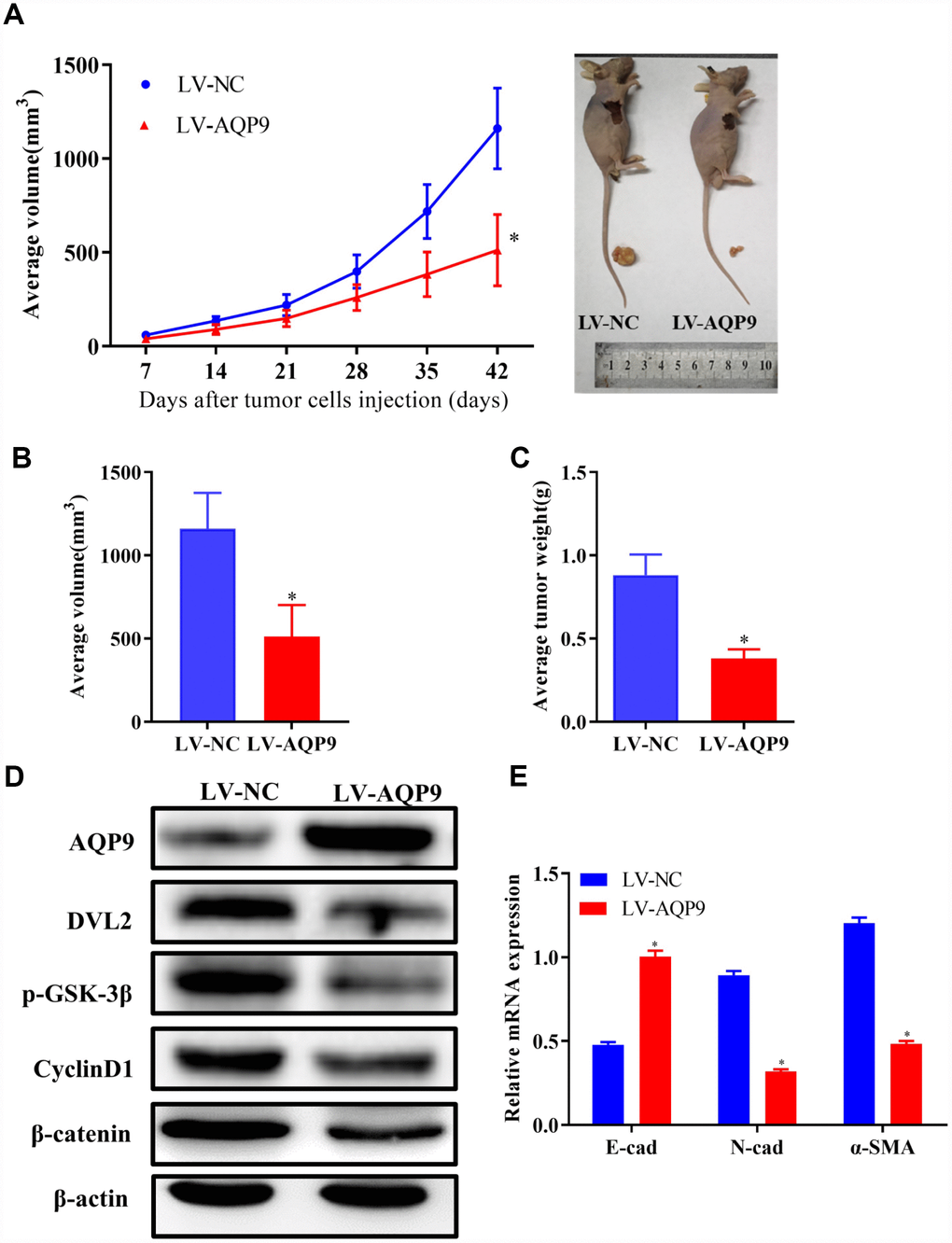 Overexpression of AQP9 suppressed tumor growth of HCC in vivo. (A) The growth curves of tumors from nude mice in LV-NC and LV-AQP9 group. (B and C). Orthotopic tumor volumes and weights at day 42 post-injection were calculated. (D) The protein levels of AQP9, DVL2, GSK-3β, CyclinD1 and β-catenin in isolated tumors were examined using western blotting. (E) The mRNA levels of E-cad, N-cad and α-SMA were determined by RT-qPCR. The results were represented as mean ± SD. P