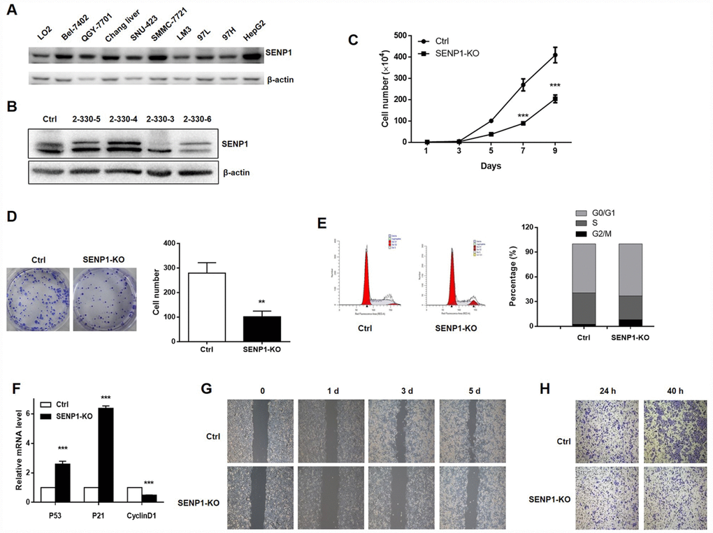 SENP1 knockout inhibits cell proliferation and motion, and induces cell cycle dysregulation. (A) The protein levels of SENP1 in normal hepatic cells and nine HCC cell lines were measured using Western blot. (B) SENP1 knockout was confirmed by Western blot. (C) The effect of SENP1 knockout on HepG2 cell proliferation was determined using cell count assay. (D) The effects of SENP1 knockout on HepG2 cell colony formation were examined using colony formation assay. (E) The effects of SENP1 knockout on HepG2 cell cycle distribution were analyzed by using flow cytometry. (F) The effects of SENP1 knockout on P53, P21 and CyclinD1 mRNA levels were measured using RT-PCR. (G) The effects of SENP1 knockout on HepG2 cell migration were determined using wound healing assay. (H) The effects of SENP1 knockout on HepG2 cell invasion were examined using Transwell assay. The representative images were selected from at least three independent experiments. *PPP