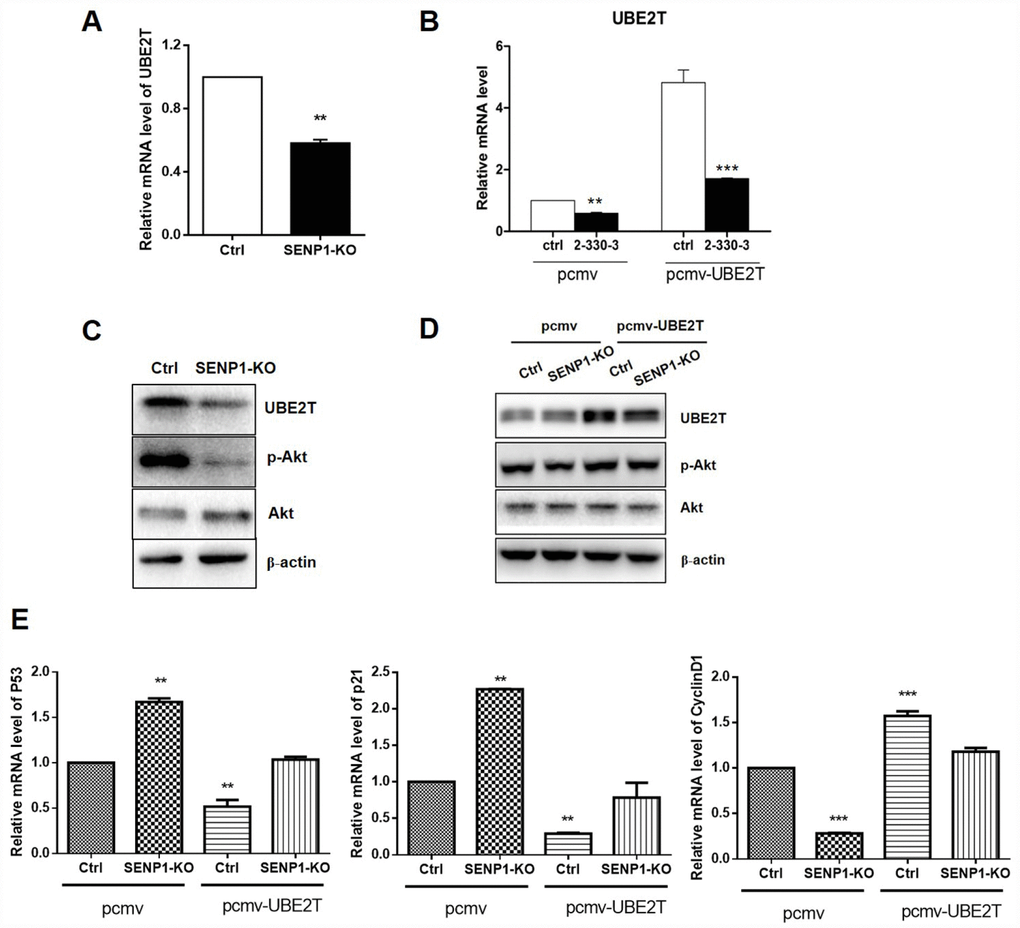 SENP1 promotes UBE2T signaling pathway. (A, B) SENP1 knockout inhibited the mRNA level of UBE2T, which was reversed by UBE2T overexpression. (C, D) SENP1 knockout inhibited the activation of Akt, which was reversed by UBE2T overexpression. (E) UBE2T overexpression weakened the effect of SENP1 knockout in P53, P21 and CyclinD1 levels. The representative images were selected from at least three independent experiments. *PPP
