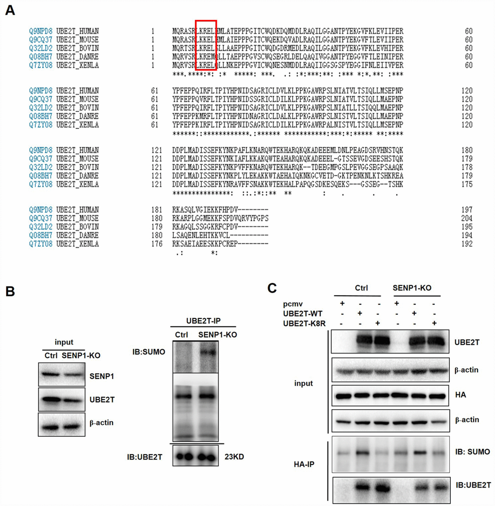 SENP1 deSUMOylates UBE2T. (A) Comparative analysis of UBE2T in different species. (B) The effect of SENP1 knockout on SUMO-UBE2T complex was determined using co-Immunoprecipitation. (C) The effect of UBE2T-overexpression and UBE2T-K8R mutation co-expressed with SENP1 knockout on SUMO-UBE2T complex was determined using co-Immunoprecipitation.