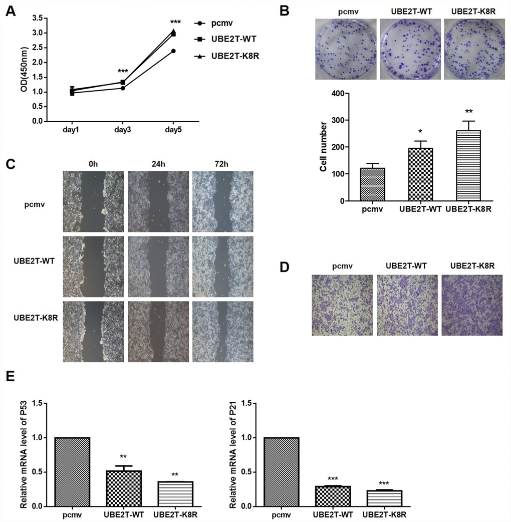 Effect of UBE2T overexpression or K8R mutation on cell function and its downstream signaling pathway. (A) The effects of UBE2T overexpression and K8R mutation on HepG2 cell proliferation were determined using CCK-8 assay. (B) The effects of UBE2T overexpression and K8R mutation on HepG2 cell colony formation were examined using colony formation assay. (C) The effects of UBE2T overexpression and K8R mutation on HepG2 cell migration were determined using wound healing assay. (D) The effects of UBE2T overexpression and K8R mutation on HepG2 cell invasion were examined using Transwell assay. (E) The effects of UBE2T overexpression and K8R mutation on p53 and p21 mRNA levels. The representative images were selected from at least three independent experiments. *PPP