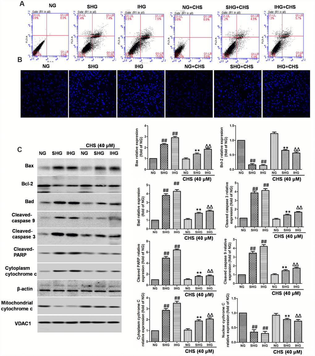 CHS protected against apoptosis of islet cells from IHG. (A) The apoptosis rate of βTC3 cells was assessed using flow cytometry with Annexin-V/PI staining. (B) The cell nuclear morphology of βTC3 cells was measured by DAPI staining. Fluorescence microscope (200×) images. (C) The apoptosis related proteins expression levels were measured by western blotting according to the methods 2.12. Data are representative of three independent experiments. ##P**PΔΔP