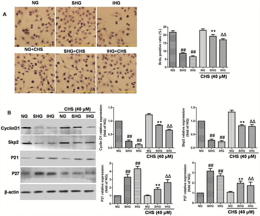 CHS protected against cell cycle arrest of islet cells from IHG. (A) The βTC3 cell proliferation was measured by a BrdU labeling and detection kit. Inverted microscope (200×) images. (B) The cell cycle related proteins (Cyclin D1, Skp2, p21, andp27) were measured by western bolting. Data are representative of three independent experiments. ##P**PΔΔP