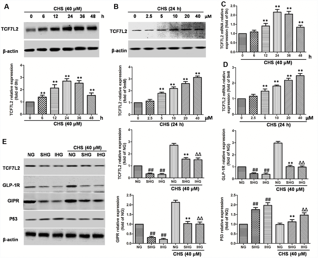 Effects of CHS on the TCF7L2 expression levels. (A) βTC3 cell was incubated with CHS (40μM) for series of times (0, 6, 12, 24, 36, 48h), then the TCF7L2 protein expression levels was measured by western blotting. (B) βTC3 cell was incubated with CHS (0, 2.5, 5, 10, 20, 40μM) for 24h, then the TCF7L2 protein expression levels was measured by western blotting. βTC3 cell was incubated with different doses of CHS (C) or different times (D), the mRNA levels of TCF7L2 was measured by RT-PCR. (E) Effects of CHS on the protein expression levels of TCF7L2, GLP-1R, GIPR and P53 after IHG or SHG treatment. Data are representative of three independent experiments. ##P**PΔΔP