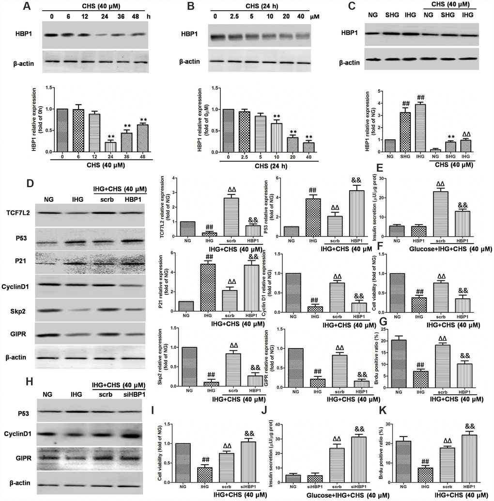 Effects of CHS on HBP1 expression in islets β cell. (A) Time dependent effects of CHS on the expression HBP1. (B) Dose dependent effects of CHS on the expression HBP1. **PC) Effects of CHS on HBP1 expression after IHG or SHG treatment. βTC3 cells were transfected with the empty vector pcDNA3 (scrb) or vectors encoding HA-tagged wild-type HBP1 (HBP1) at 30nM, and then cells were exposed to different treatments as indicated. (D) The protein expression levels of TCF7L2, GIPR, cyclinD1, Skp2, p53 and p21 were measured by western blotting. (E) Insulin secretion levels was measured by an insulin RIA kit. (F) Cell variability was measured by CCK8 assay. (G) BrdU positive ratio was calculated from the BrdU positive cell numbers vs total cell numbers. βTC3 cells were transfected with scrb and siHBP1 (30nM) for 24h, and then cells were exposed to different treatments as indicated. (H) The protein expression levels of GIPR, cyclinD1, and p53 were measured by western blotting. (I) Cell variability was measured by CCK8 assay. (J) Insulin secretion levels was measured by an insulin RIA kit. (K) BrdU positive ratio was calculated from the BrdU positive cell numbers vs total cell numbers. Data are representative of three independent experiments. ##PΔΔP&&P